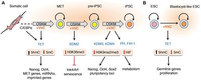 Reprogramming the Epigenome With Vitamin C